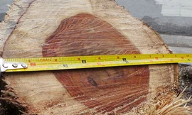 Sưa tặc lộng hành táo tợn giữa trung tâm Hà Nội