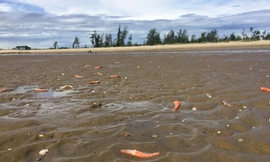 Vô tư đổ tôm chết, xả nước thải đen kịt ra biển Hà Tĩnh