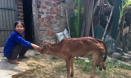 Hà Tĩnh: Xôn xao bê con vừa sinh có tới 6 chân