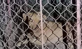 Nữ lao công bị chó cắn nguy kịch