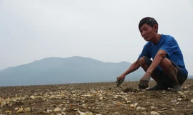 Người dân lao đao vì 80 héc ta ngao chết trắng bãi 