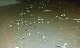 Cá chết trôi dạt gần 4km dọc bờ biển Hà Tĩnh