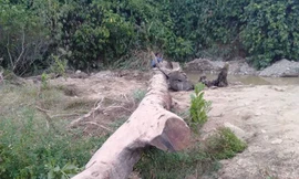 Phát hiện cây gỗ quý dưới lòng suối khi đi mò ốc 