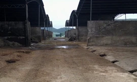 'Siêu' dự án nghìn tỷ nuôi bò sau 3 năm thành... bãi chuối