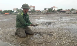 Lộ nguyên nhân khiến hơn 260 tấn nghêu chết
