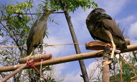 Nhập viện vì chim mổ vào mắt