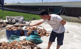  Điều tra nguyên nhân khiến hơn 1.000 con gà chết trong đêm