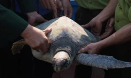 Cá thể rùa quý hiếm nặng 25kg mắc vào lưới ngư dân