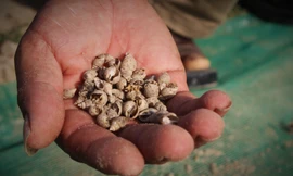 Người dân nguy cơ mất trắng tiền tỷ vì ốc hương chết hàng loạt