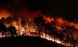 Đốt lửa lấy mật ong gây cháy rừng, ba nông dân bị bắt giam