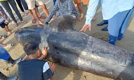 Xác cá voi nặng 1 tấn dạt vào bờ biển Hà Tĩnh