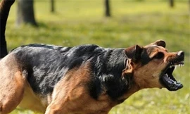 Ảnh minh hoạ: Internet