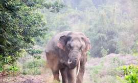 Người đàn ông nghi bị voi quật chết trong rừng khi đi tìm bò lạc