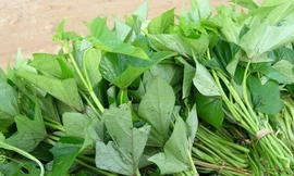 Giảm đường huyết với rau lang dân dã 