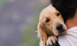 Người nuôi chó nên lưu ý những gì để không bị 'cắn ngược'?