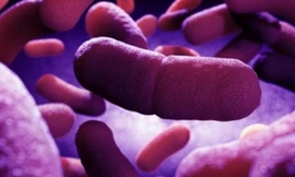 Chủ động phòng chống bệnh dịch hạch