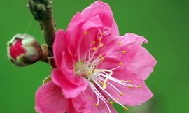 Làm đẹp da với các loại hoa mùa xuân