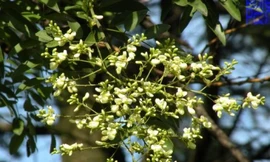 Chữa bệnh trĩ đơn giản với diếp cá, nụ hòe