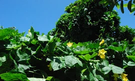 Bài thuốc chữa dị ứng thông thường