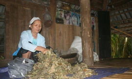 Bà lang với bài thuốc 'cải tử hoàn sinh'