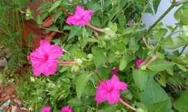 Sâm ớt - Vị thuốc dành cho phái đẹp