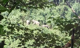 Anh đàn voi được người dân ghi lại. Ảnh: Người dân cung cấp. 