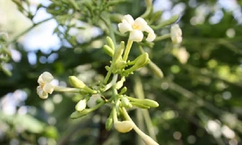 Bài thuốc, món ăn trị viêm phế quản cấp tính