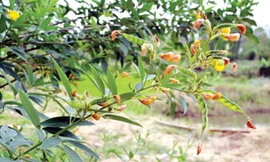 Đậu săng chữa ho, cảm sốt hiệu nghiệm cho bé