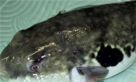  Ăn cá nóc, một người nguy kịch