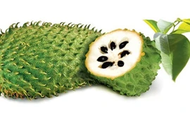 Mãng cầu xiêm không chữa được ung thư như đồn đoán