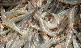 Đo lượng canxi trong tôm cua ốc