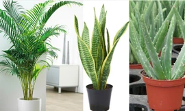 Các loại cây giúp lọc không khí trong lành. Ảnh: P.C 