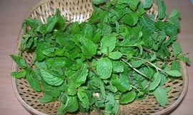 Bạc hà không chỉ chữa cảm mạo