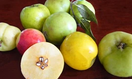 Những trái cây, hạt rừng lạ hút khách thủ đô