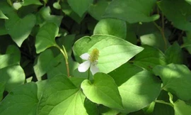 Rau diếp cá chữa viêm họng