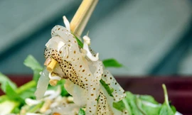 Sứa biển: Ngon nhưng phải đề phòng!