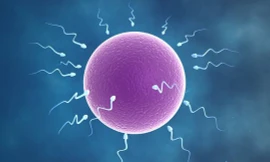  Chất lượng tinh trùng giảm sút vào mùa hè