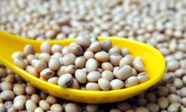 Những bài thuốc hay từ đậu tương