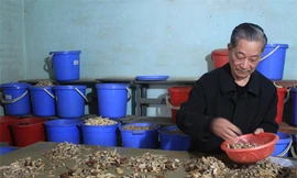 Làng thuốc trăm năm của người Sán Dìu