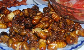 Món ngon bài thuốc từ ve sầu