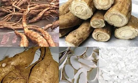 Tác dụng không ngờ của sắn dây