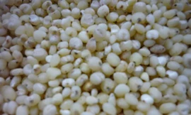  Ý dĩ trị tiêu chảy hiệu quả