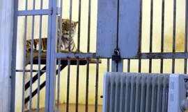 Bật máy sưởi, đốt lửa để giữ ấm cho động vật quý hiếm ở Vườn thú Hà Nội