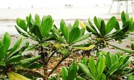 Lá bàng biển trị hen phế quản