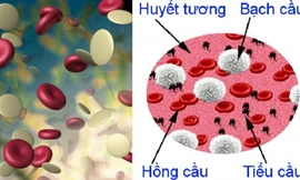 Nguyên nhân và cách xử lý khi bị giảm tiểu cầu 