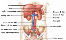 Cần bỏ gấp 6 thói xấu gây hại thận nhiều người Việt mắc phải