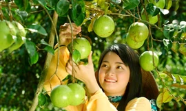 Những miệt vườn xum xuê trái ngọt trong kỳ nghỉ lễ 