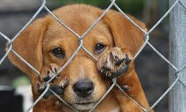 Thú cưng gây bệnh nguy hiểm không ngờ