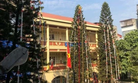 Học sinh háo hức ngắm cây thông 'siêu to khổng lồ' hơn 15m ở Hà Nội