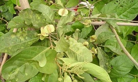  Cây trâm bầu - Vị thuốc trị giun